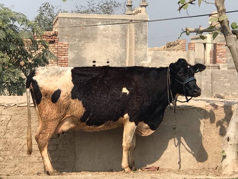 Pregnant Cow with High Milking 14