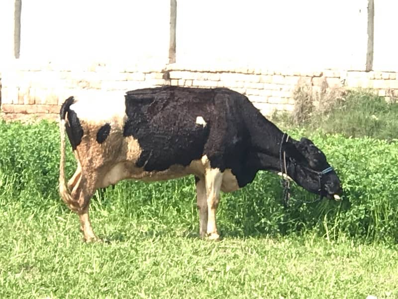 Pregnant Cow with High Milking 15