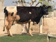 Pregnant Cow with High Milking