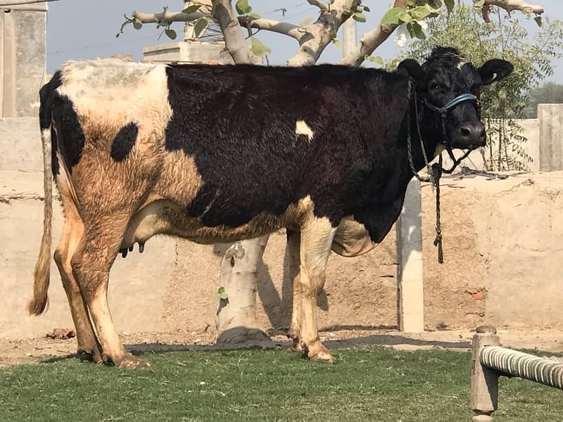 Pregnant Cow with High Milking 0