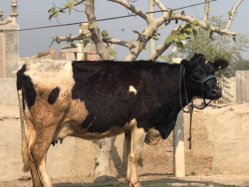 Pregnant Cow with High Milking 16