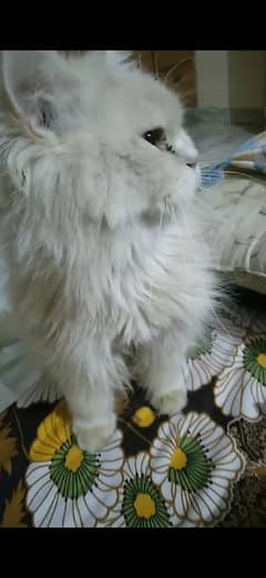 Persian Cat