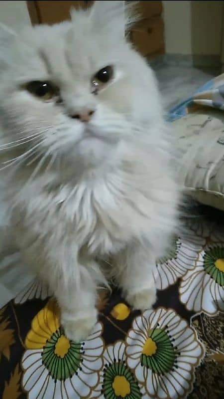 Persian Cat 1