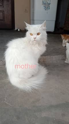 2 male 2 female pure persian breed fully trained