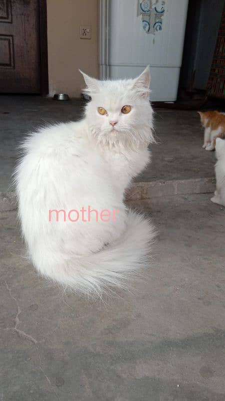 2 male 2 female pure persian breed fully trained 0