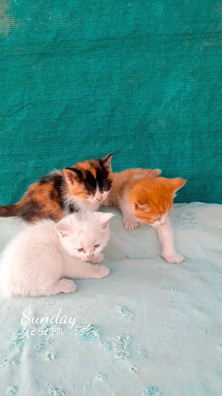 2 male 2 female pure persian breed fully trained 4