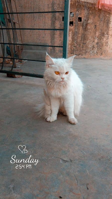 2 male 2 female pure persian breed fully trained 7