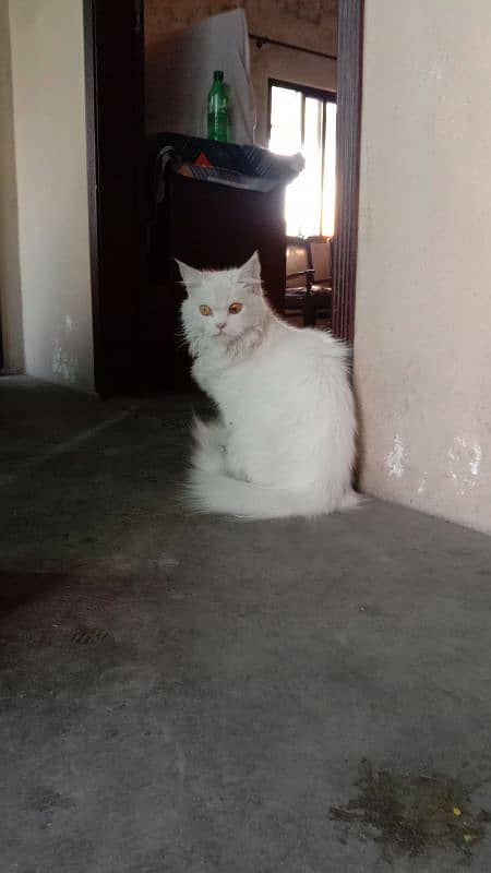 2 male 2 female pure persian breed fully trained 9