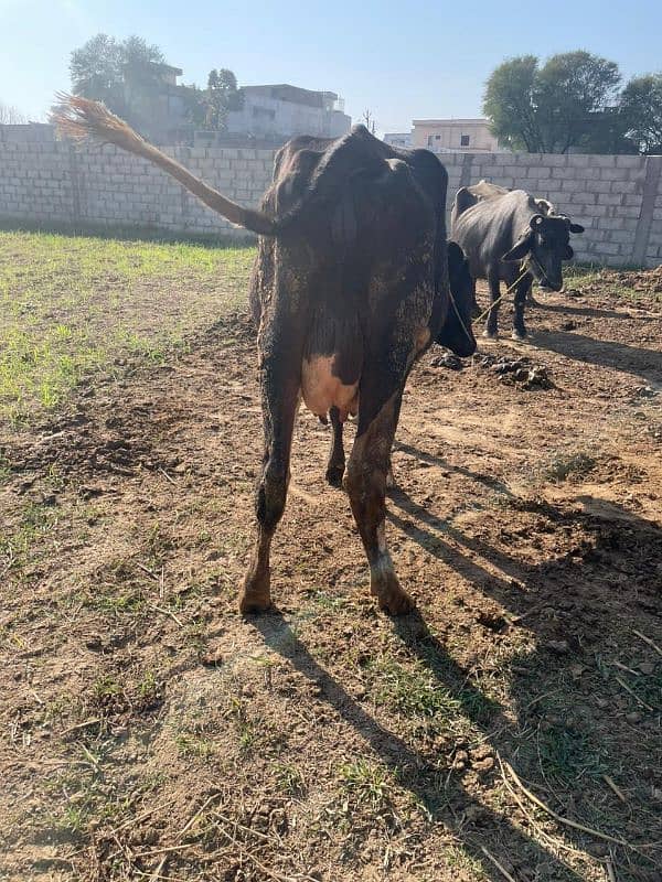 2 Cow for sale Very Reasonable Price 1