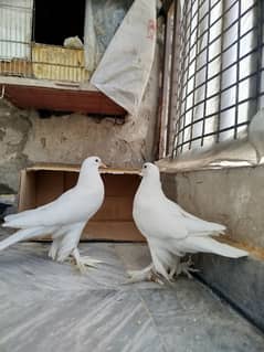 king white Gubbar babies pair