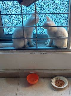 white cats pair