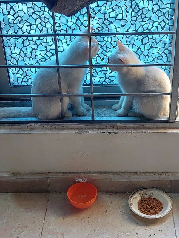 white cats pair 0