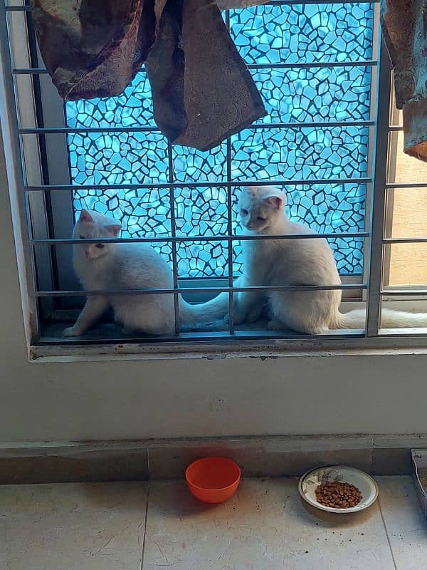 white cats pair 1