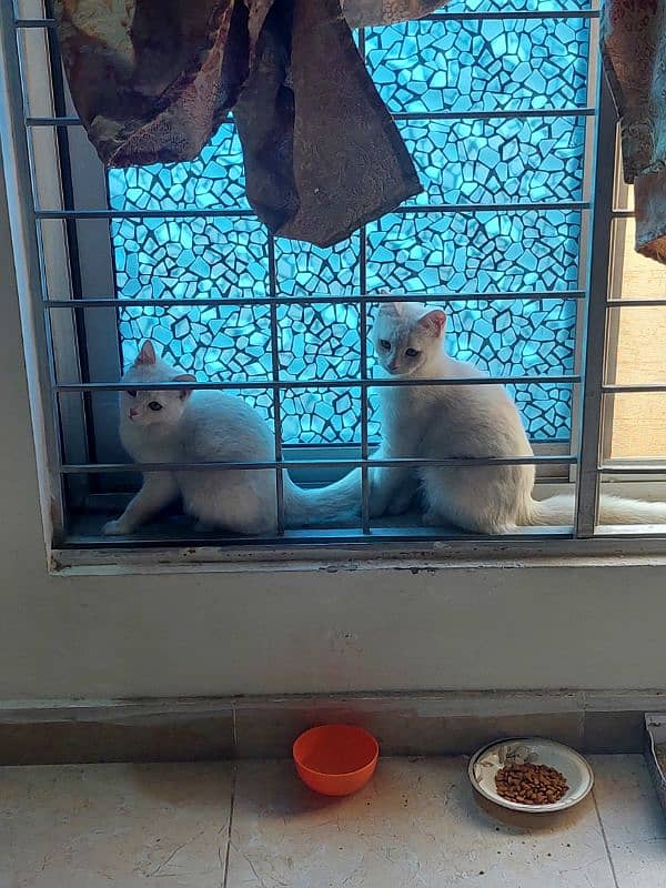 white cats pair 2