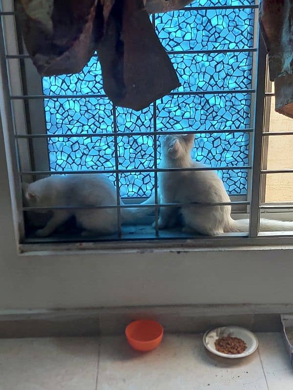 white cats pair 4