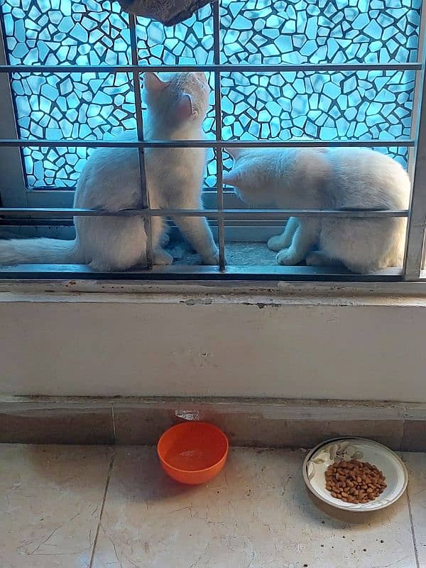 white cats pair 5