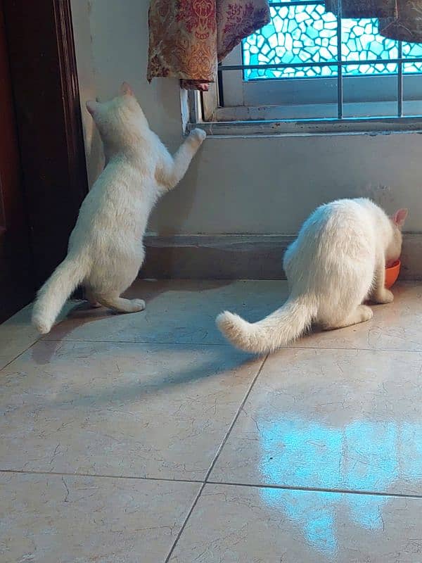 white cats pair 12