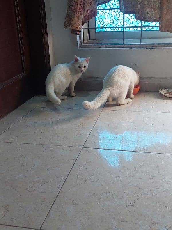 white cats pair 13