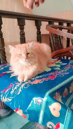 Persian cat for sale / adoption