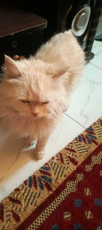 persian cat 1