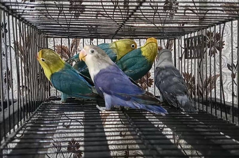 Violet Parblue Opaline, Green Opaline, Creamino, Decino, Albino Red i. 4