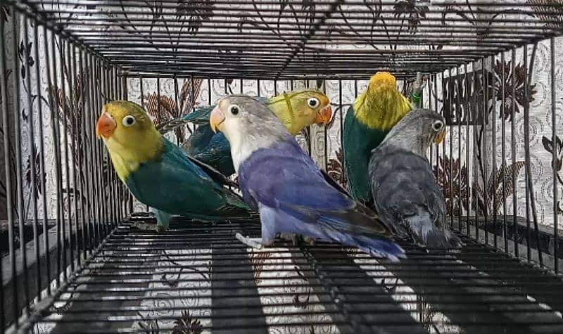 Violet Parblue Opaline, Green Opaline, Creamino, Decino, Albino Red i. 5