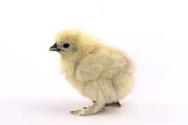 silkie blue ear five figures A++  day chicks available