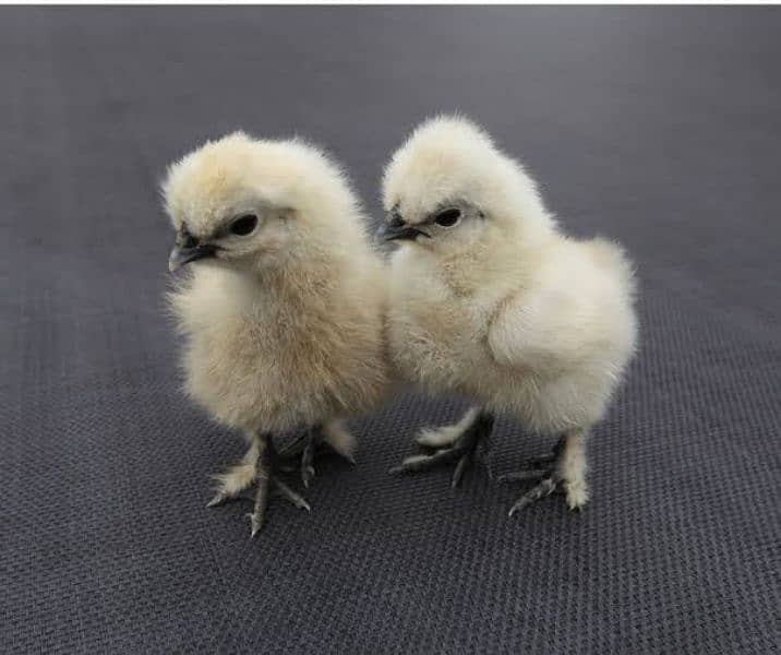 silkie blue ear five figures A++  day chicks available 1