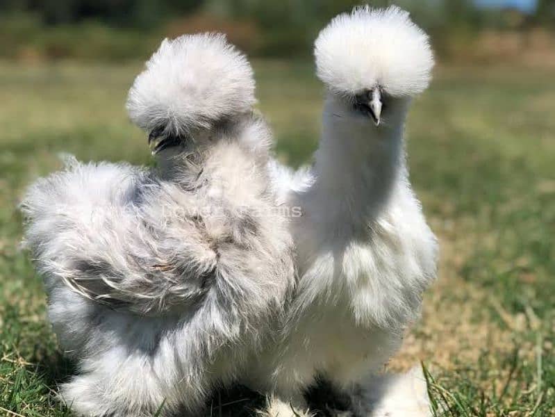 silkie blue ear five figures A++  day chicks available 2