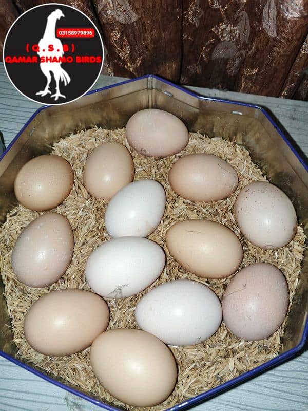 O SHAMO 70% fertile EGGS AVAILABLE. 1