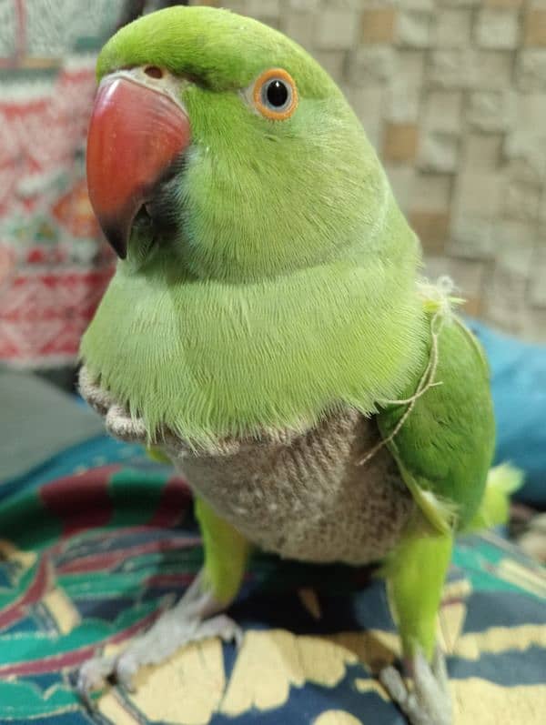 talkative parrot 2