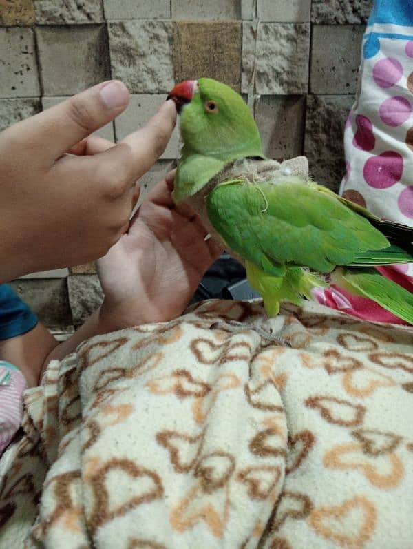 talkative parrot 3