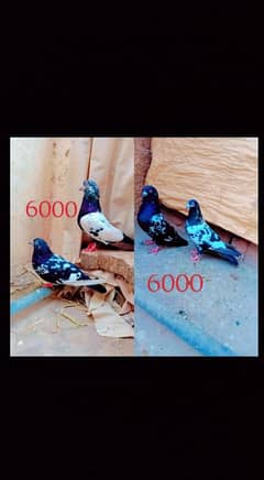 Rampuri breeder pair best quality me aseel pigeons kabotar rampori