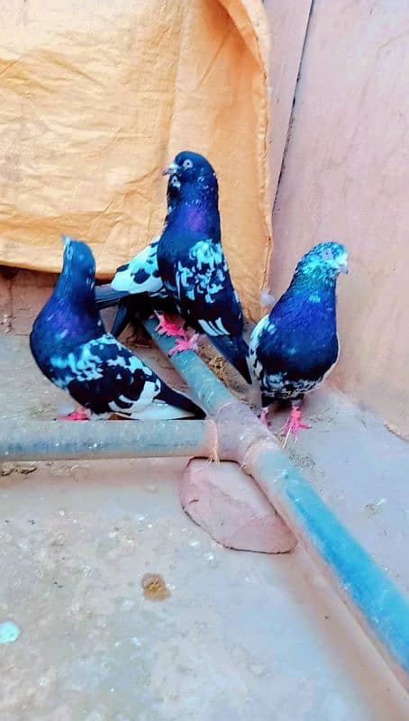 Rampuri breeder pair best quality me aseel pigeons kabotar rampori 1