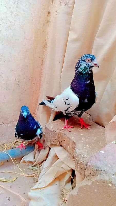 Rampuri breeder pair best quality me aseel pigeons kabotar rampori 2