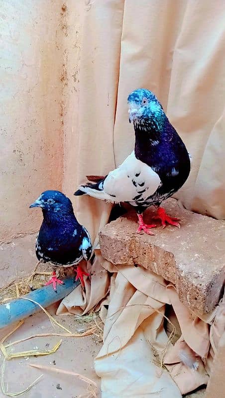 Rampuri breeder pair best quality me aseel pigeons kabotar rampori 3