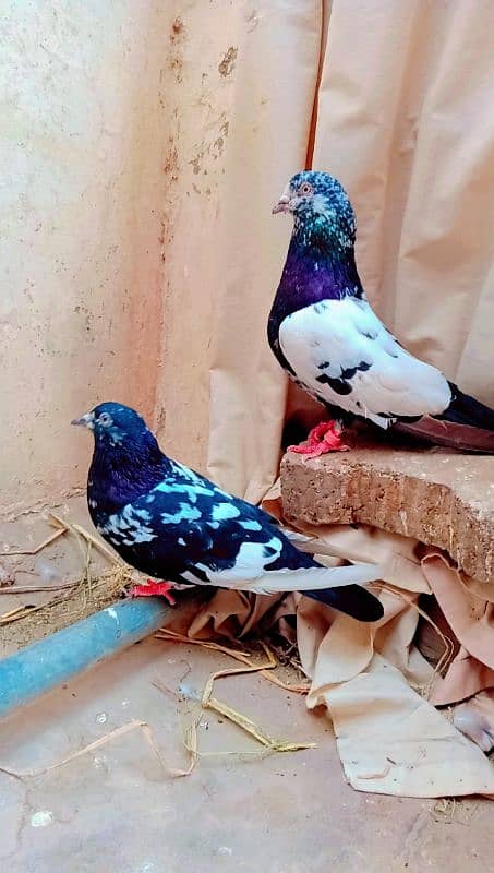 Rampuri breeder pair best quality me aseel pigeons kabotar rampori 4