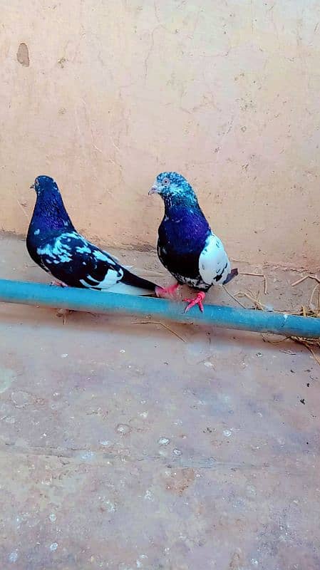 Rampuri breeder pair best quality me aseel pigeons kabotar rampori 5