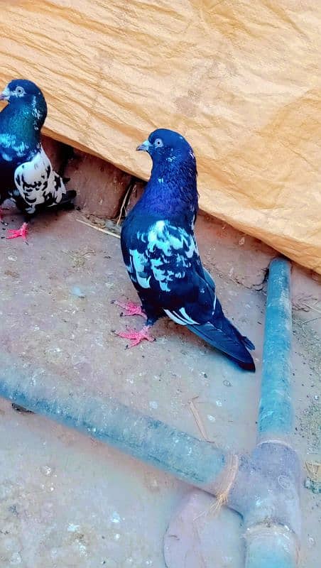 Rampuri breeder pair best quality me aseel pigeons kabotar rampori 6