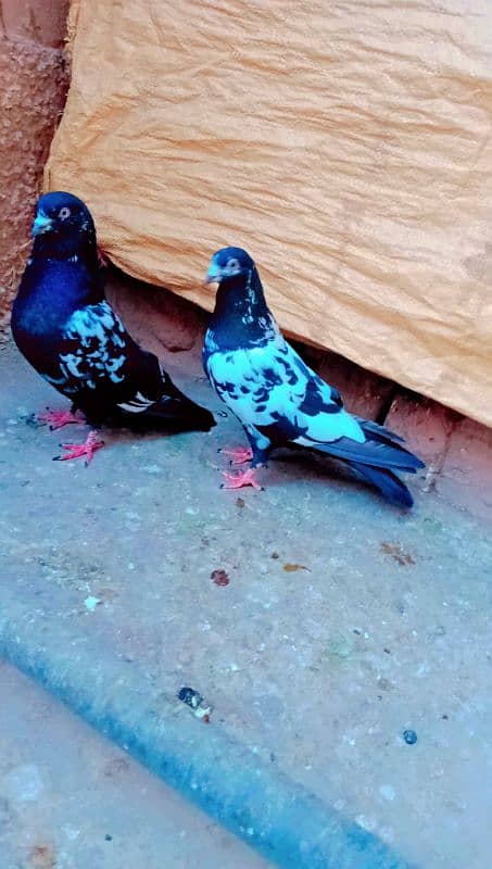 Rampuri breeder pair best quality me aseel pigeons kabotar rampori 7