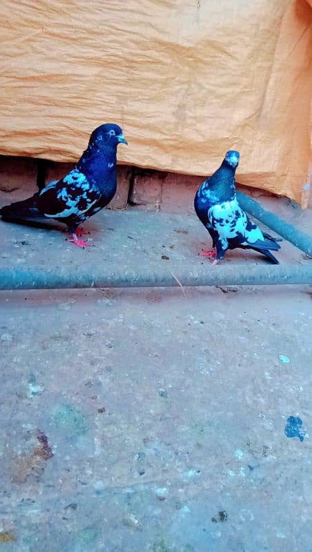 Rampuri breeder pair best quality me aseel pigeons kabotar rampori 8