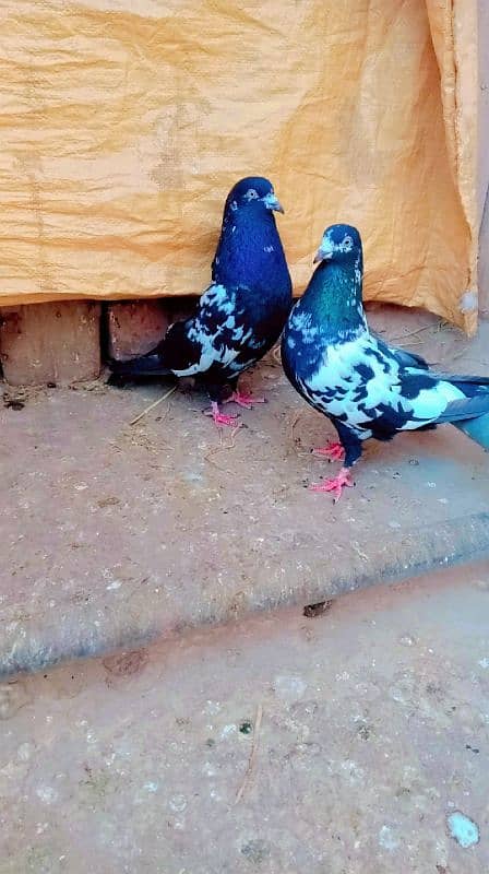 Rampuri breeder pair best quality me aseel pigeons kabotar rampori 9