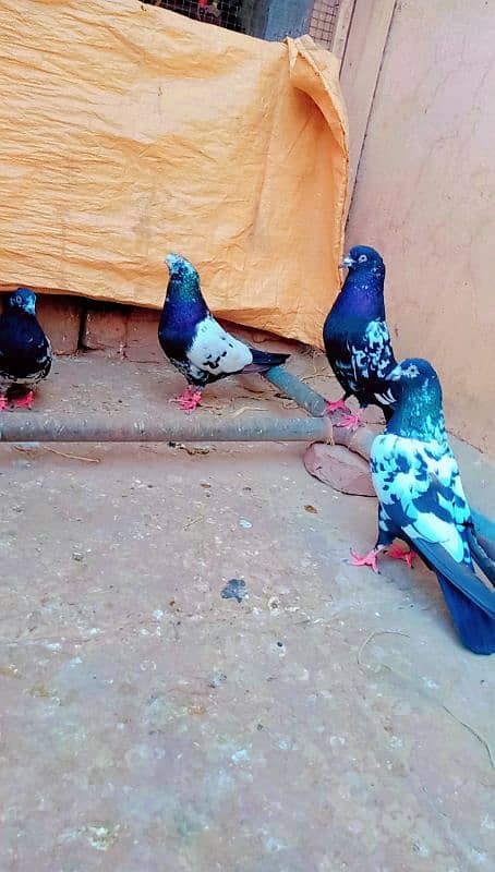 Rampuri breeder pair best quality me aseel pigeons kabotar rampori 10