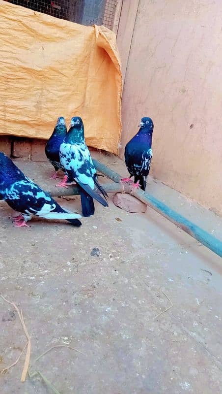 Rampuri breeder pair best quality me aseel pigeons kabotar rampori 11