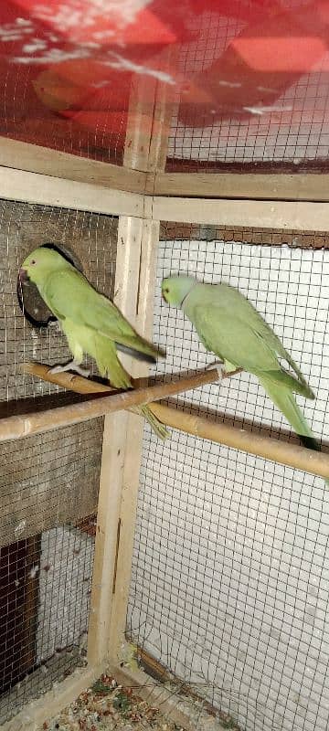 Breeder Pair 1