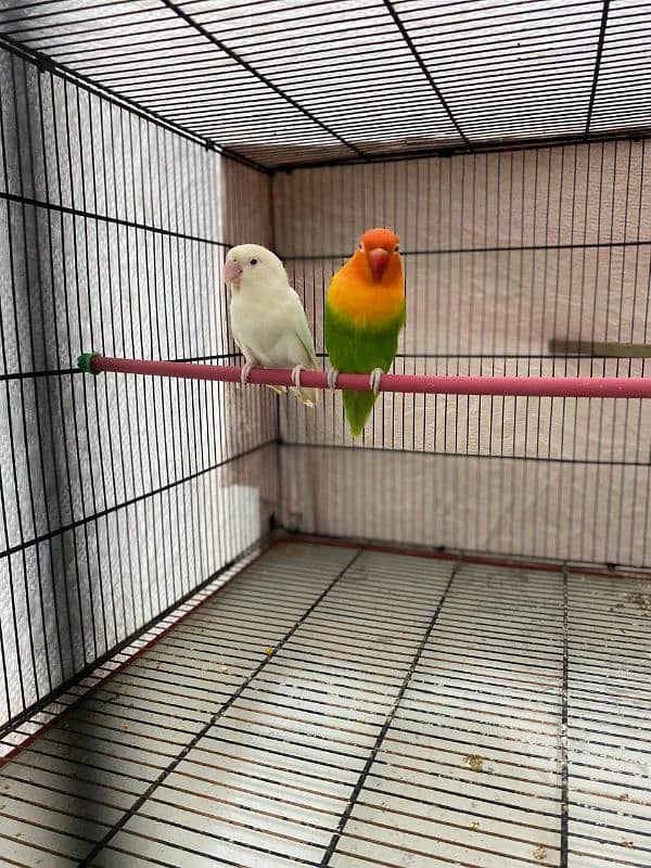 love birds 2