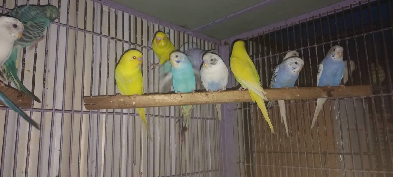 Beautiful color budgies Australian parrots 3