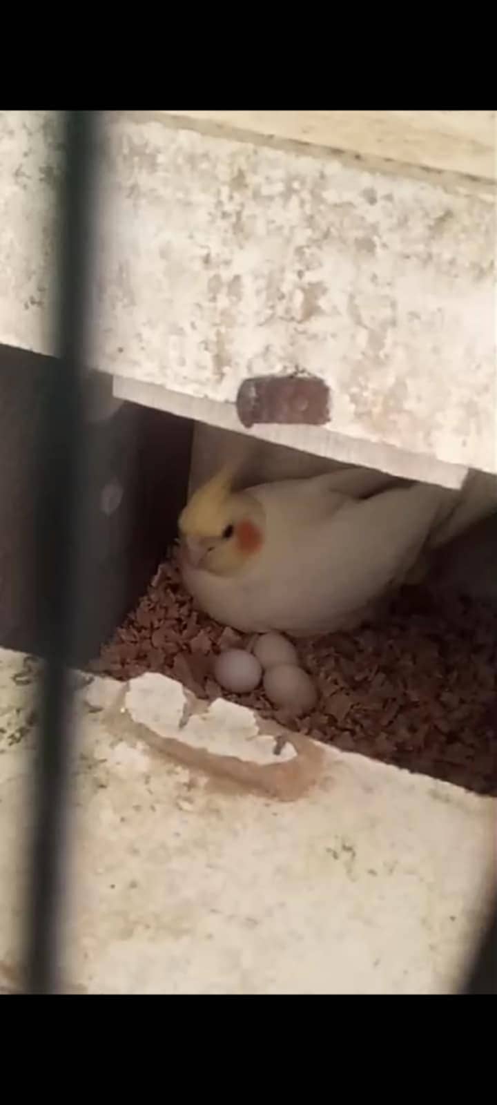 Cockatiels 0