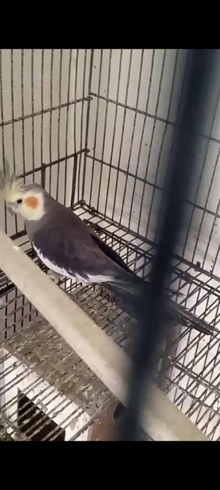 Cockatiels 1