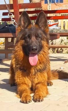 German shepherd long coat female available for sale